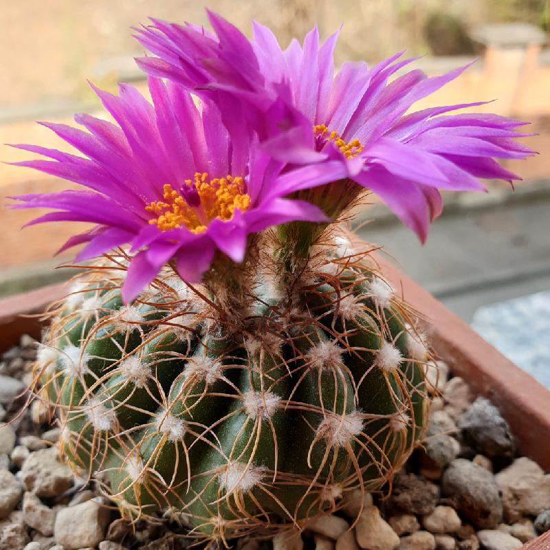 Notocactus_uebelmannianus_3.jpg